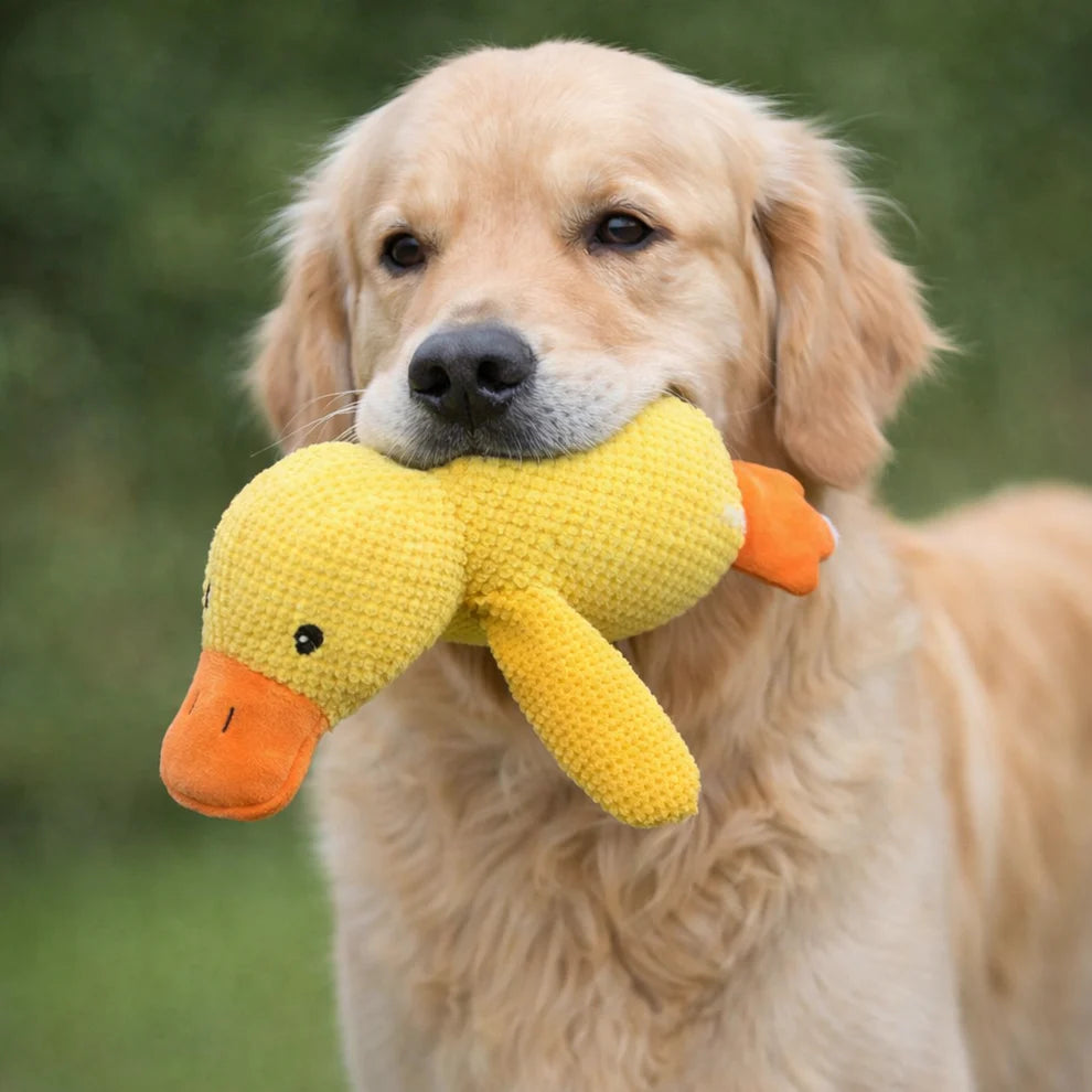 dog duck pet